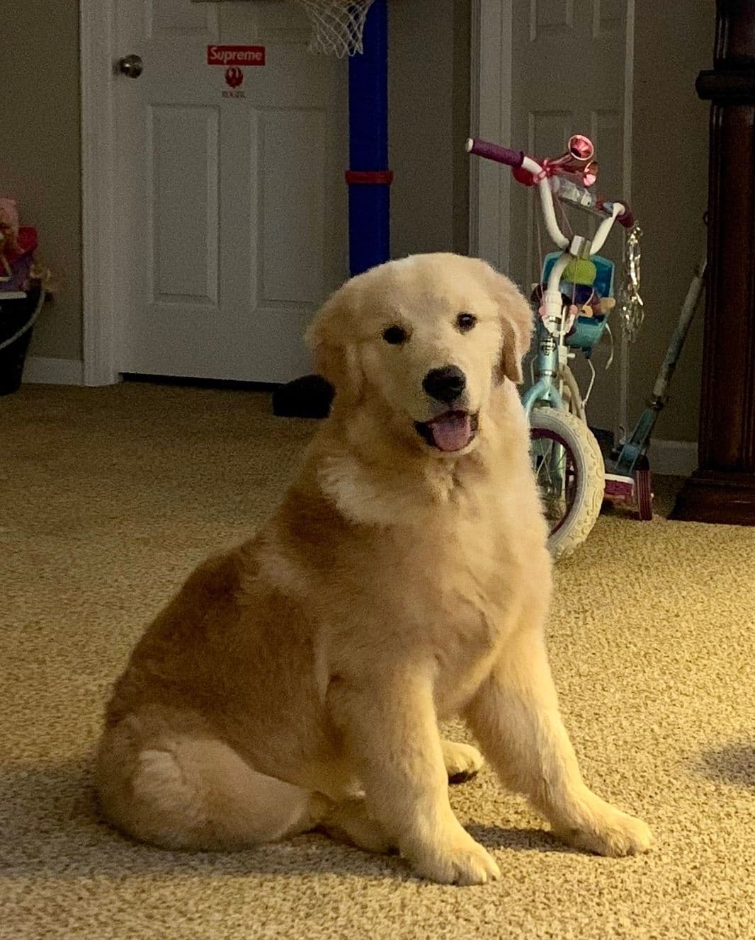 Golden Retriever Puppies breeder image 18