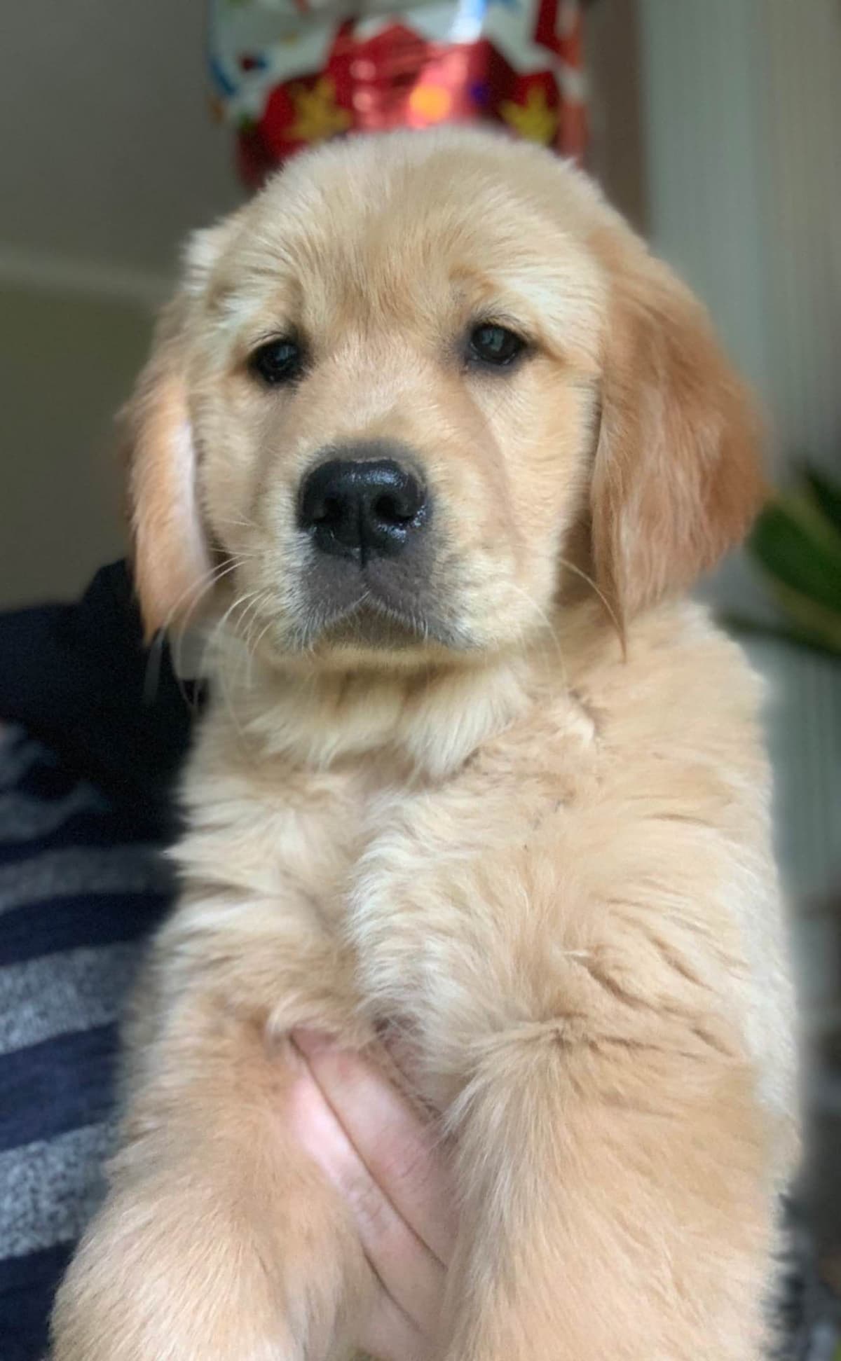 Golden Retriever Puppies breeder image 20