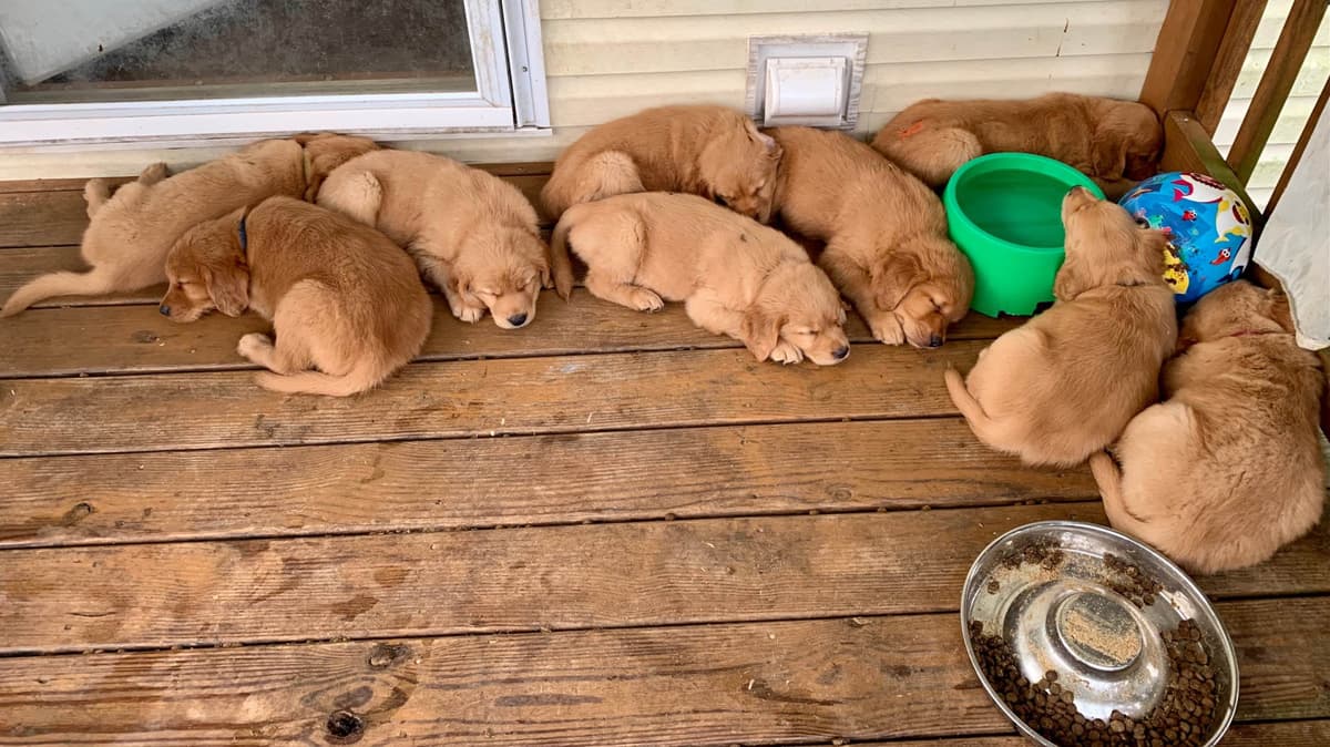 Golden Retriever Puppies breeder image 21