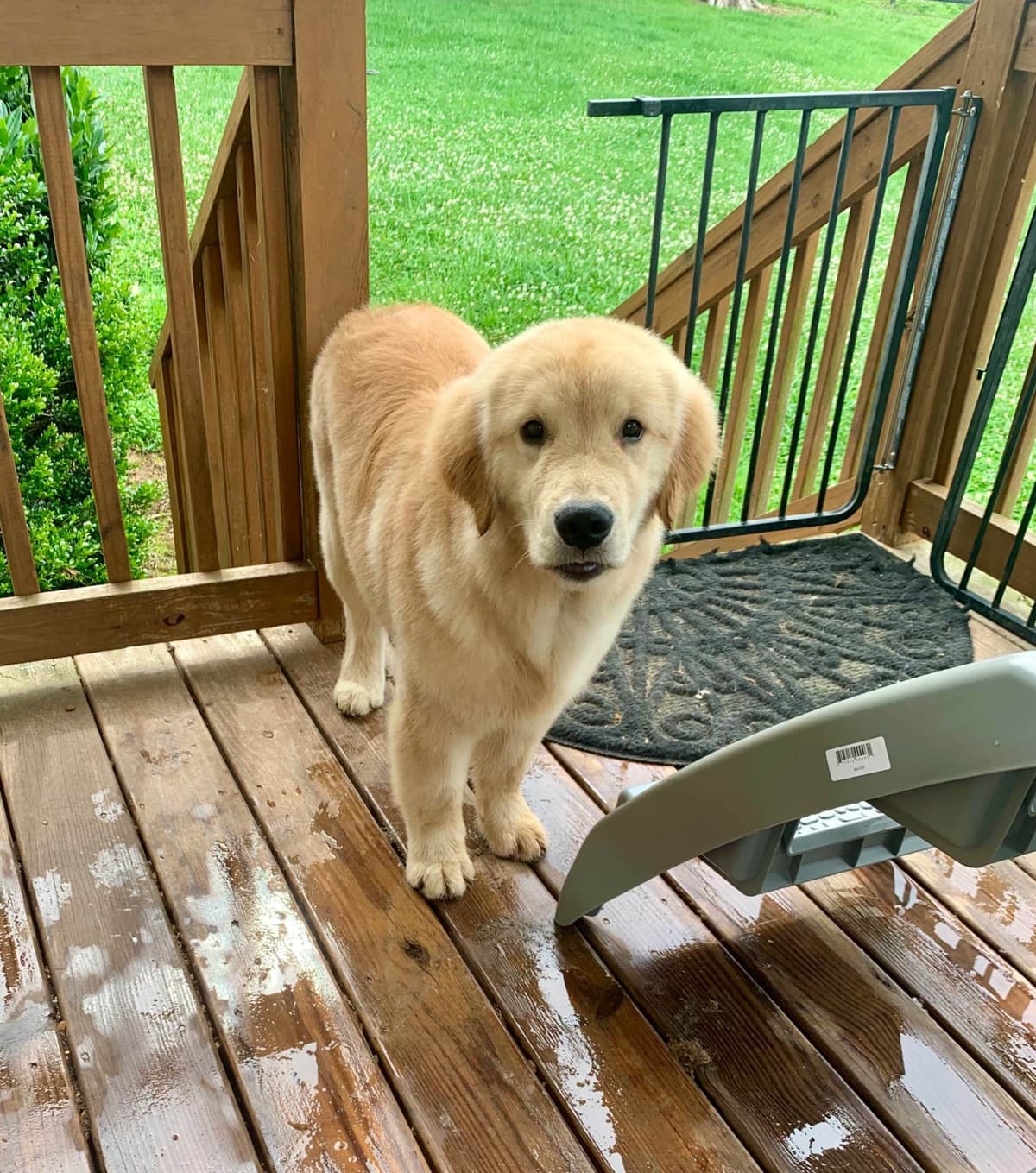 Golden Retriever Puppies breeder image 22