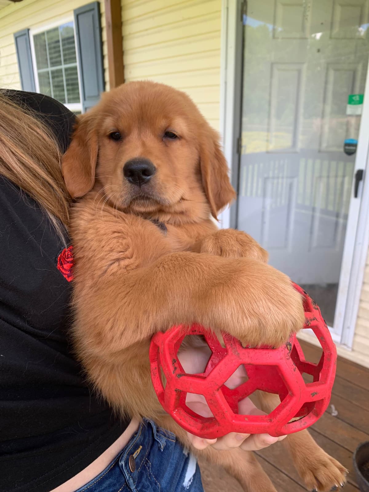 Golden Retriever Puppies breeder image 23