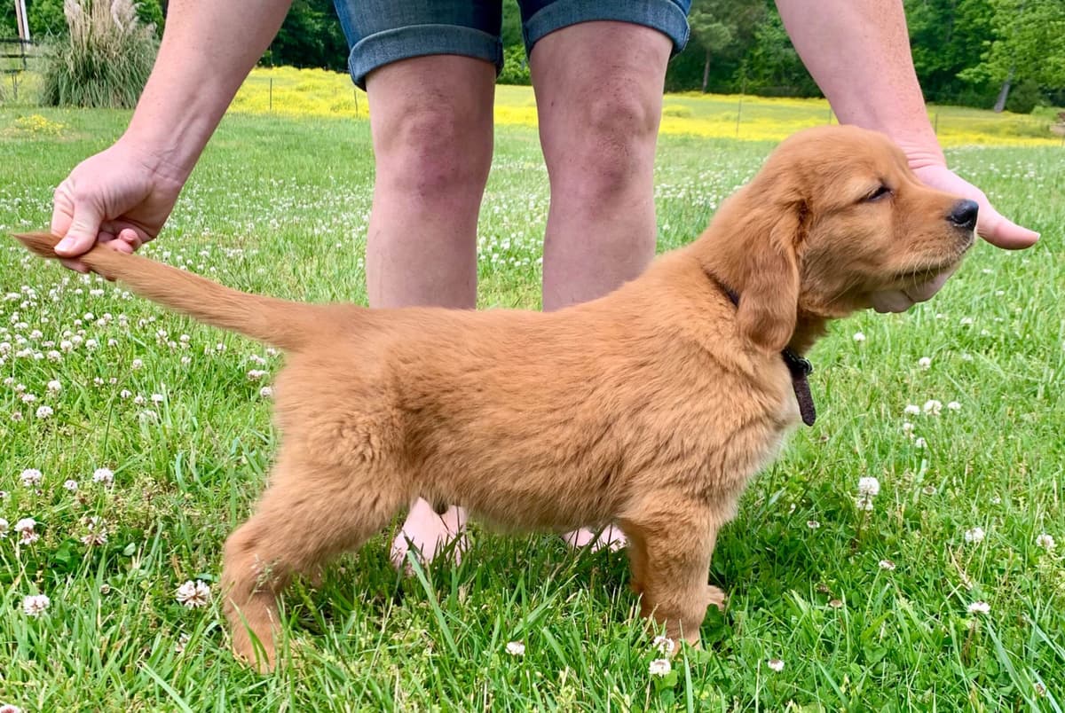 Golden Retriever Puppies breeder image 24