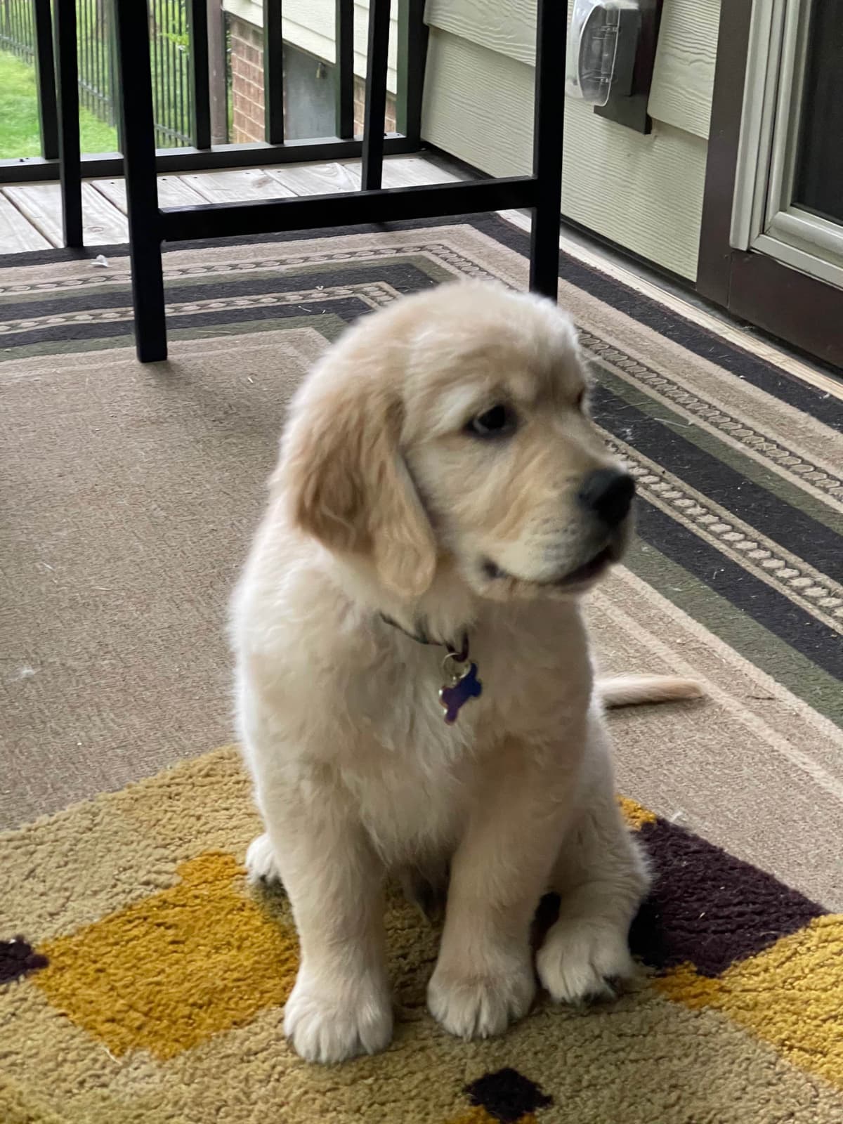 Golden Retriever Puppies breeder image 25