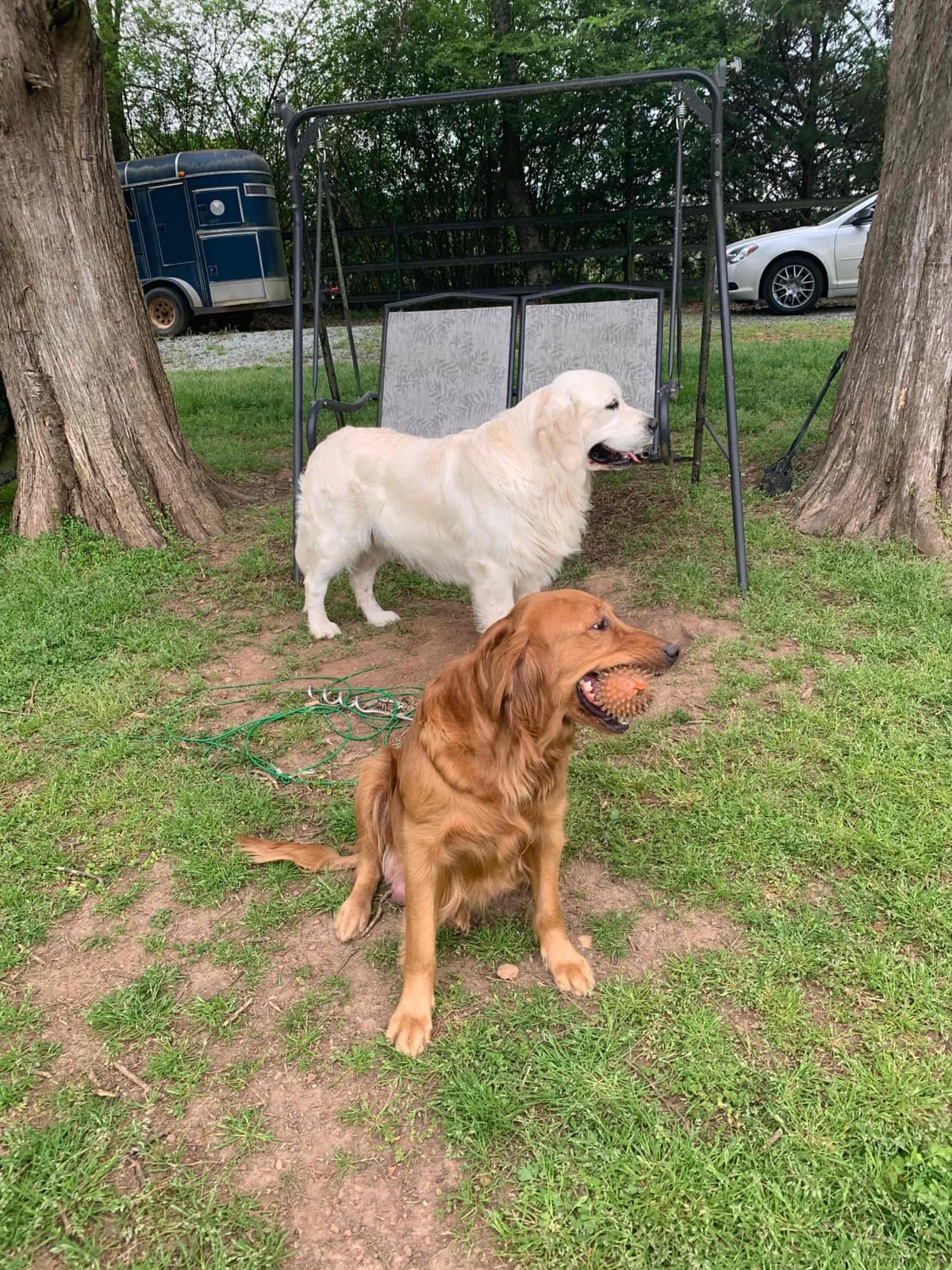 Golden Retriever Puppies breeder image 26