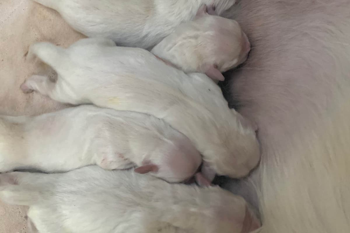 Golden Retriever Puppies breeder image 27