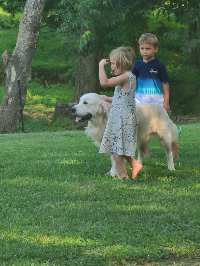 Golden Retriever Puppies media 3
