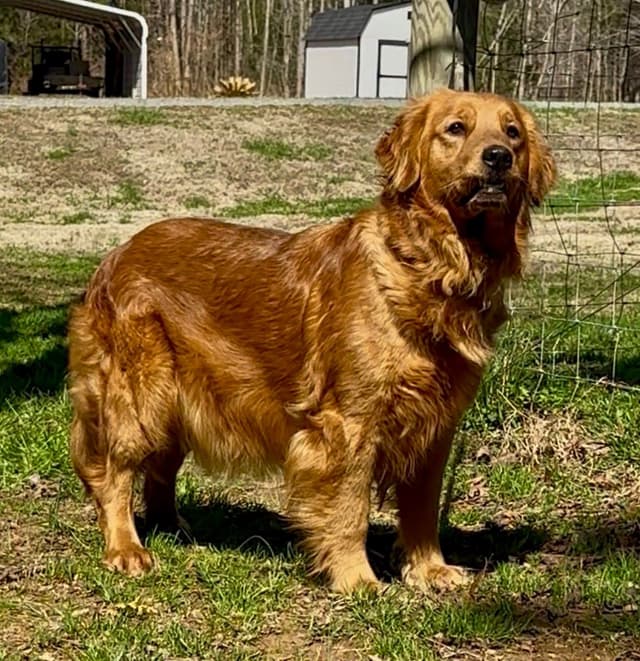 Golden Retriever Puppies media 5