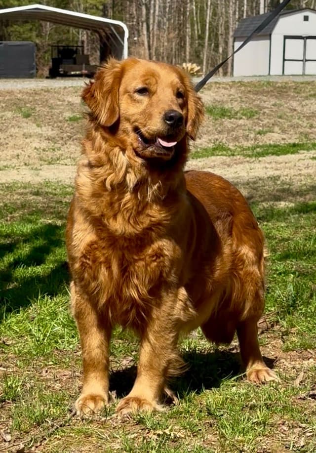 Golden Retriever Puppies media 7