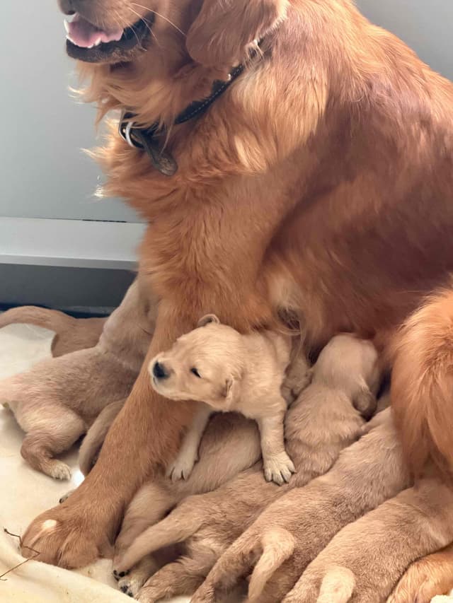 Golden Retriever Puppies media 8