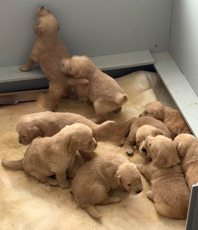 Golden Retriever Puppies media 9
