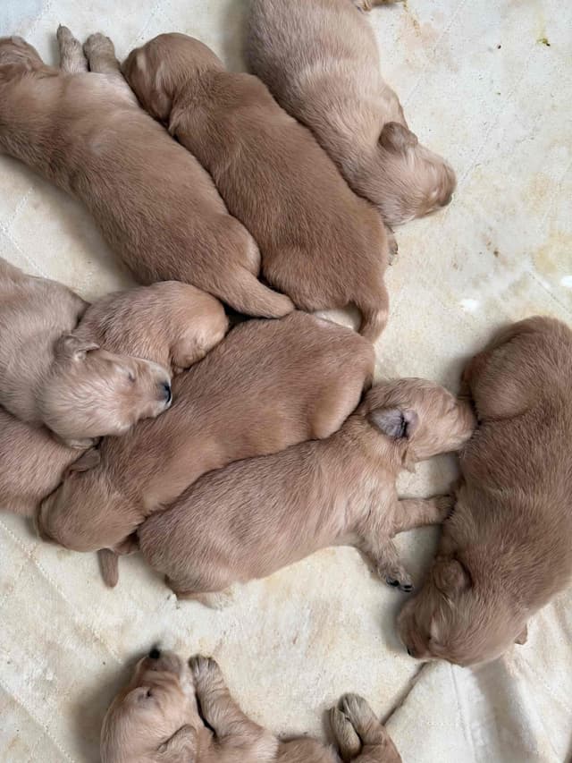 Golden Retriever Puppies media 10