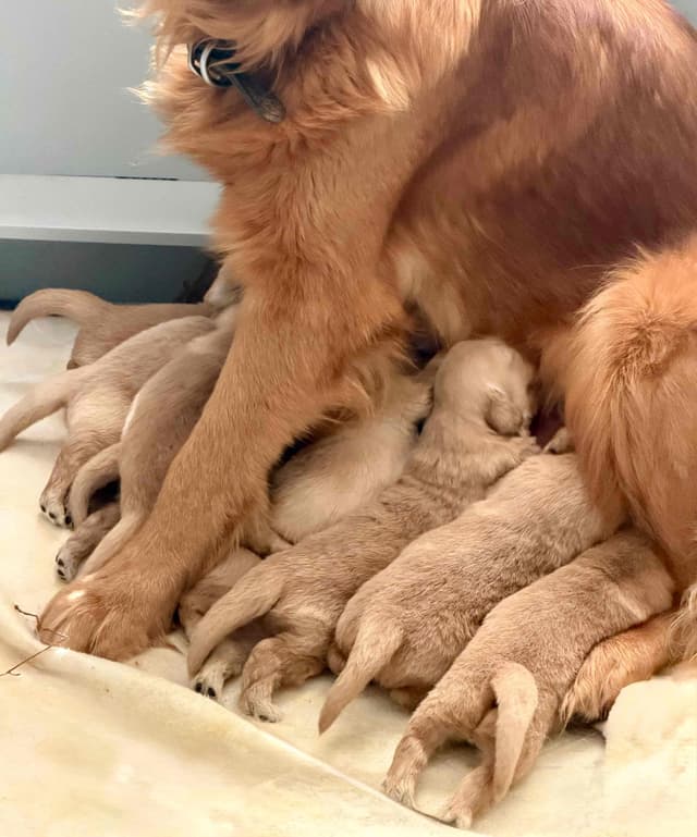 Golden Retriever Puppies media 11