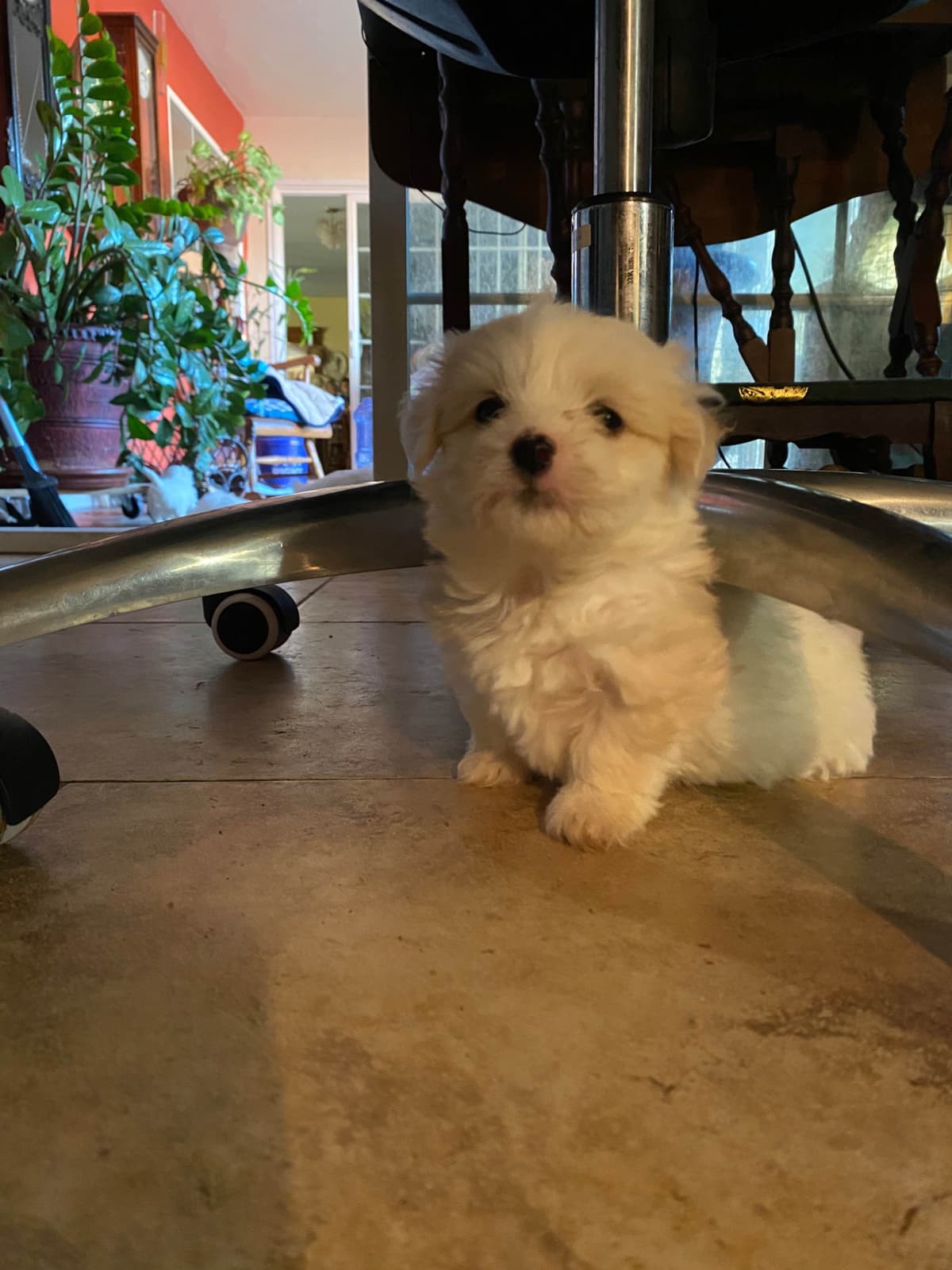 Coton de Tulear Puppies breeder image 1