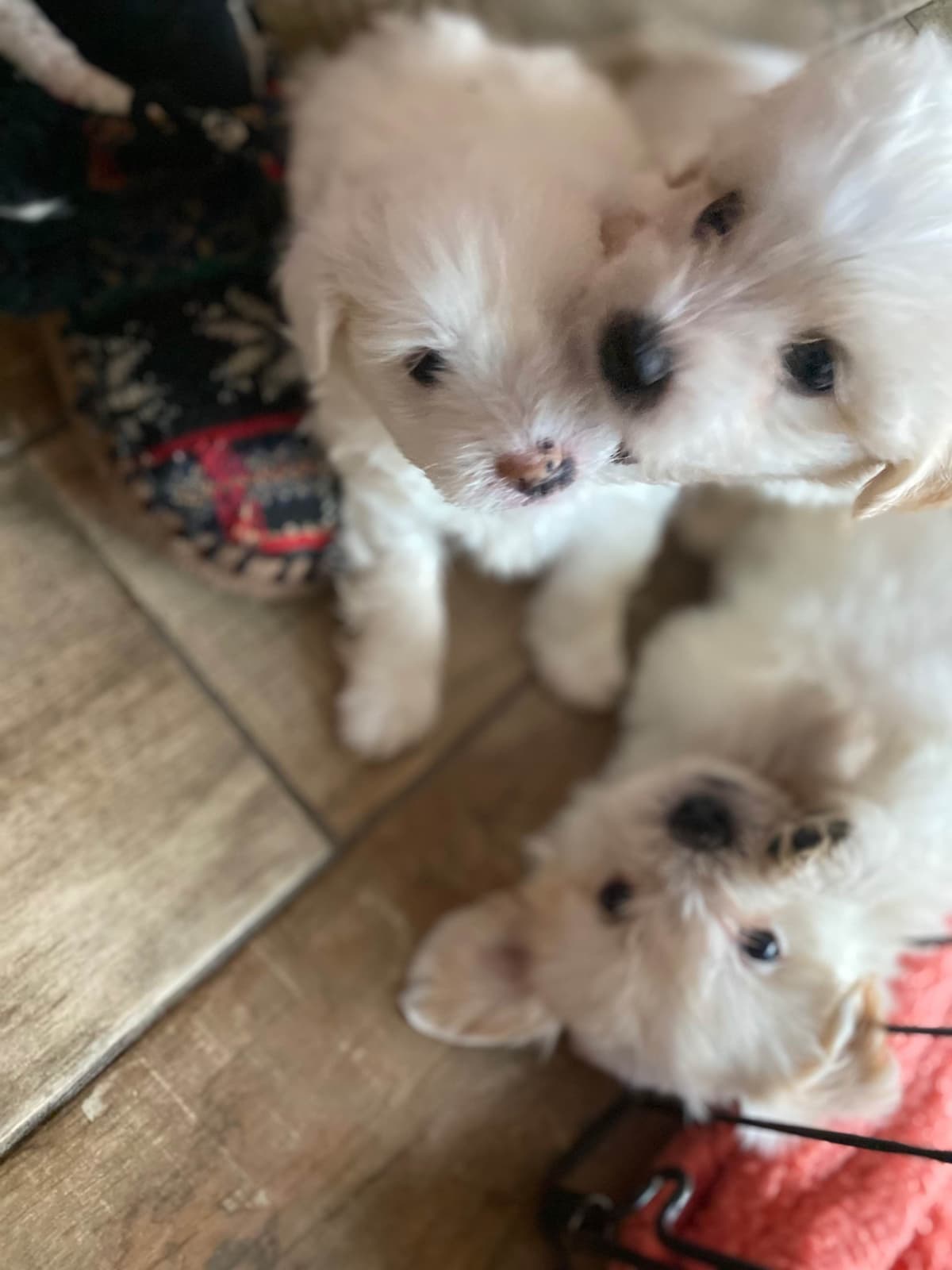 Coton de Tulear Puppies breeder image 2