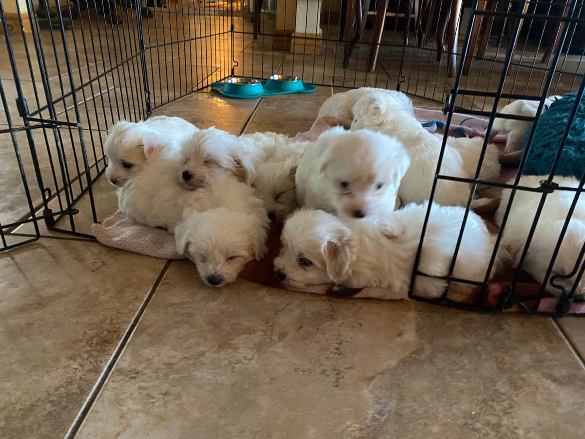 Coton de Tulear Puppies breeder image 3