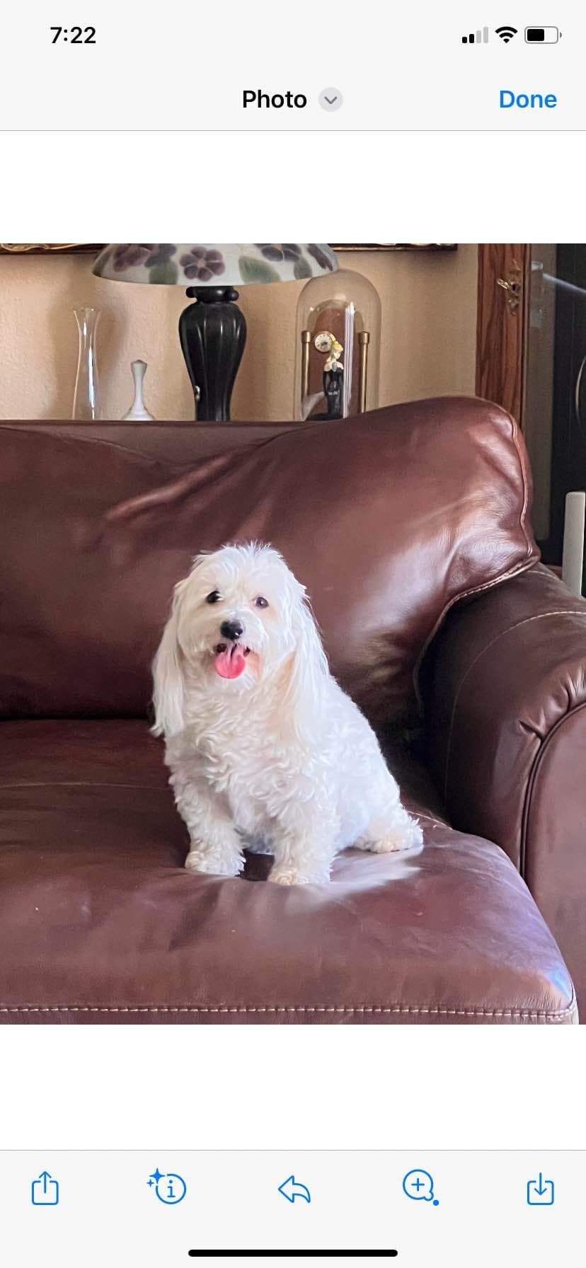 Coton de Tulear Puppies breeder image 4