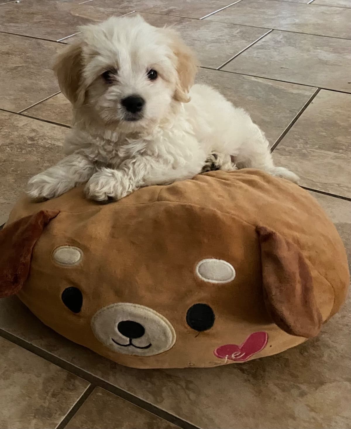 Coton de Tulear Puppies breeder image 5