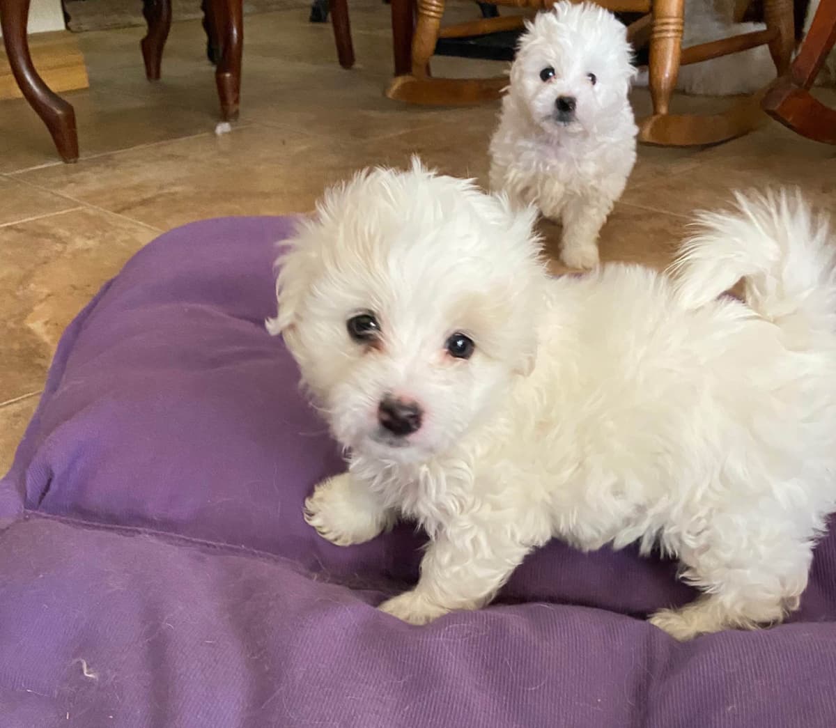 Coton de Tulear Puppies breeder image 6