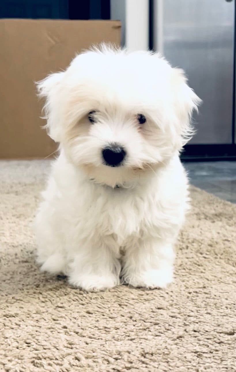 Coton de Tulear Puppies breeder image 7