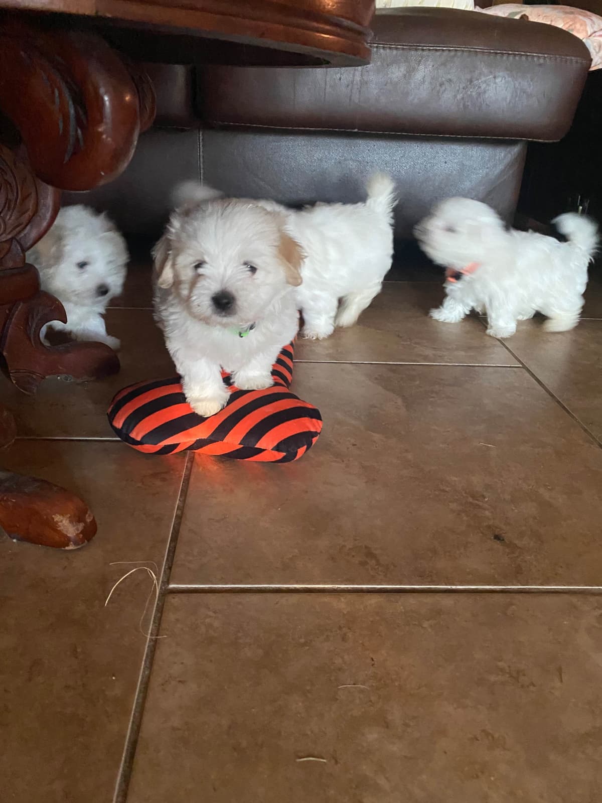 Coton de Tulear Puppies breeder image 10