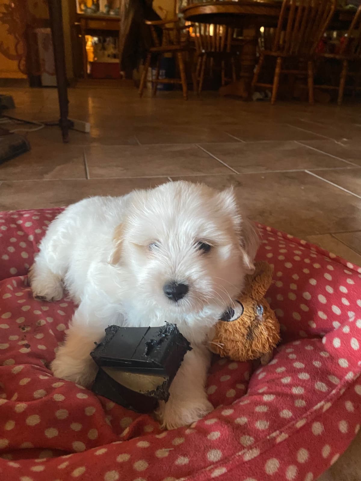Coton de Tulear Puppies breeder image 12