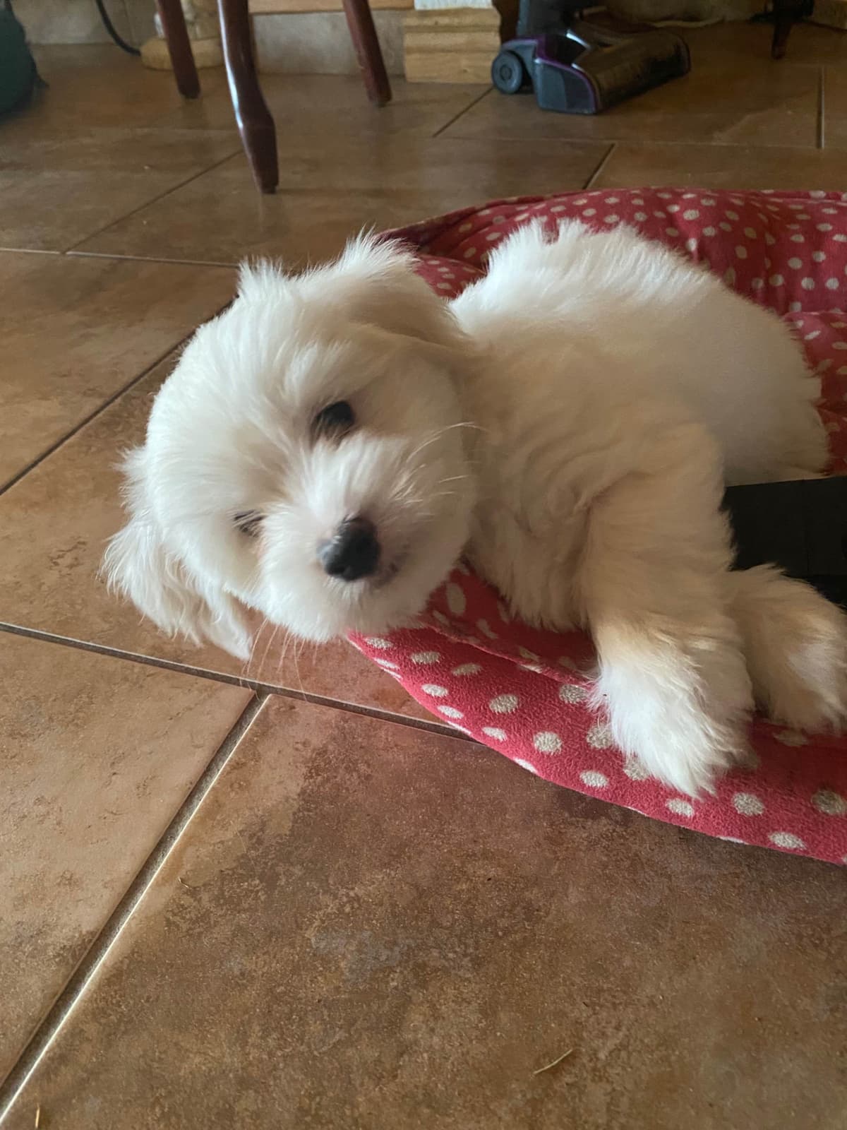 Coton de Tulear Puppies breeder image 13
