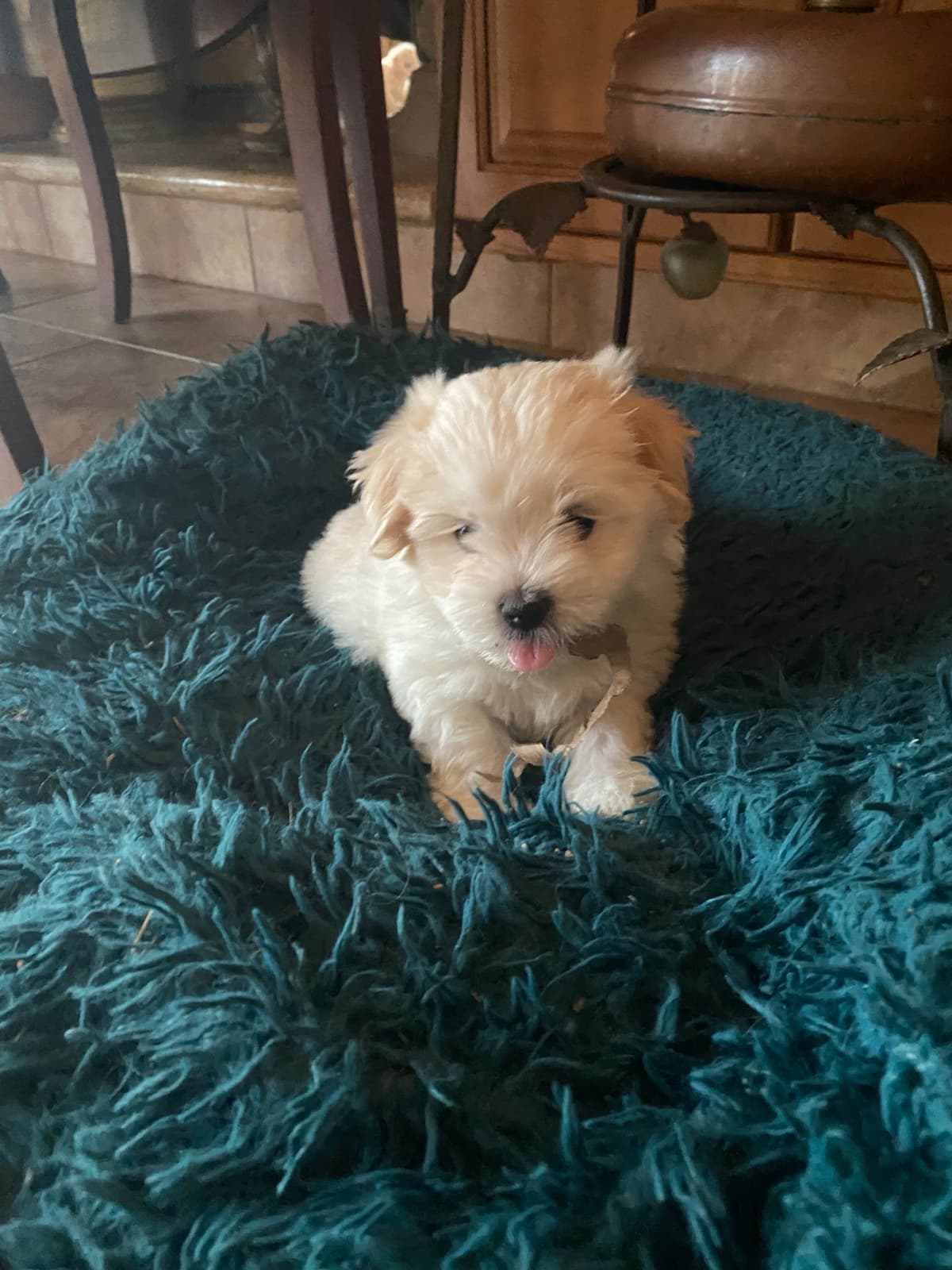 Coton de Tulear Puppies breeder image 14