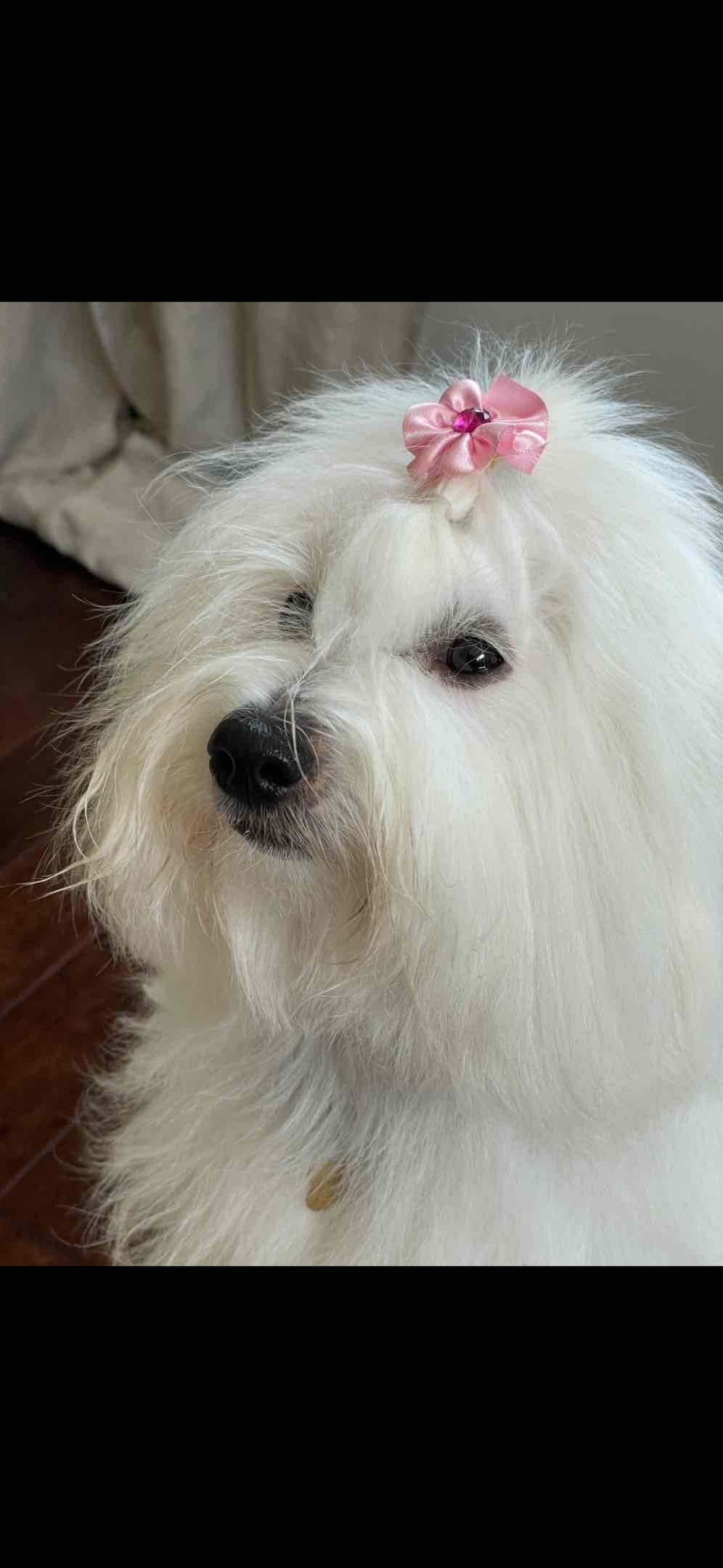 Coton de Tulear Puppies breeder image 15