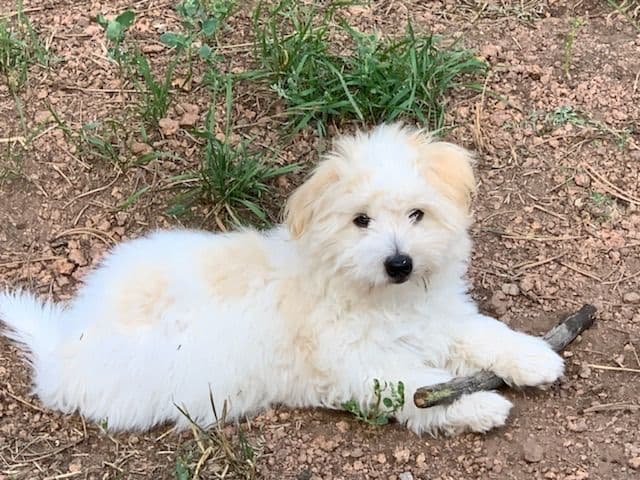 Coton de Tulear Puppies breeder image 16