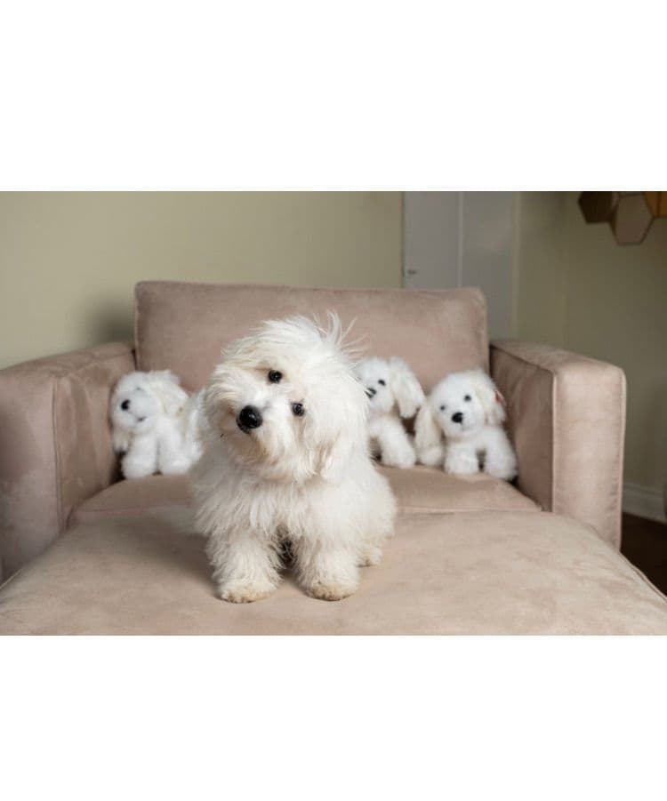 Coton de Tulear Puppies breeder image 17