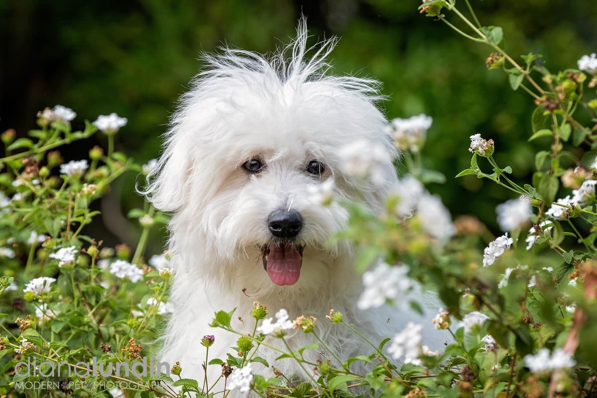 Coton de Tulear Puppies breeder image 19
