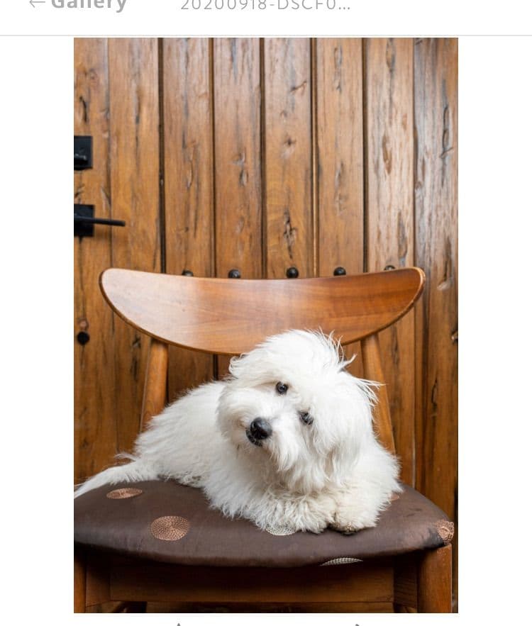 Coton de Tulear Puppies breeder image 20