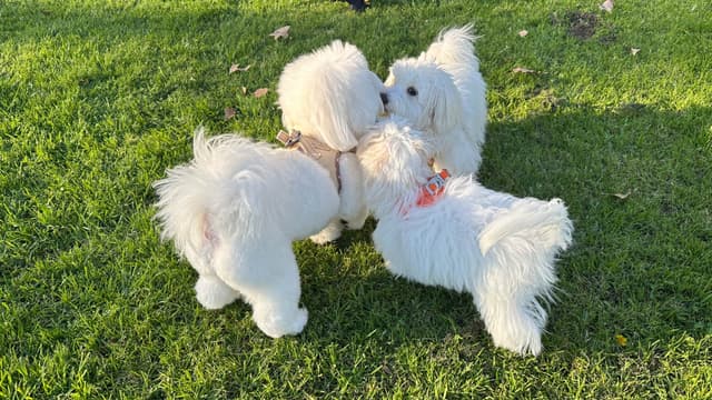 Coton de Tulear Puppies media 2