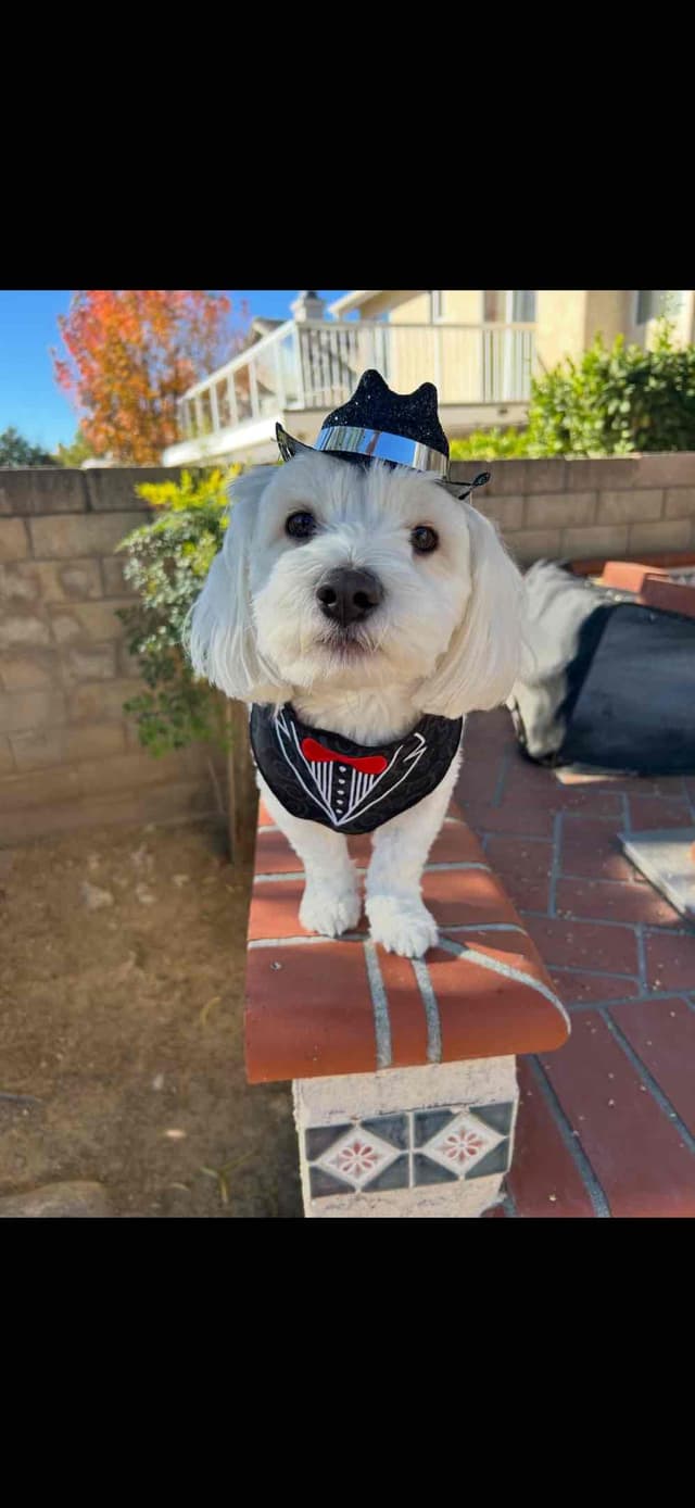 Coton de Tulear Puppies media 3