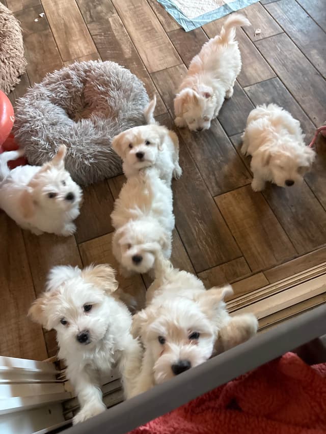 Coton de Tulear Puppies media 4