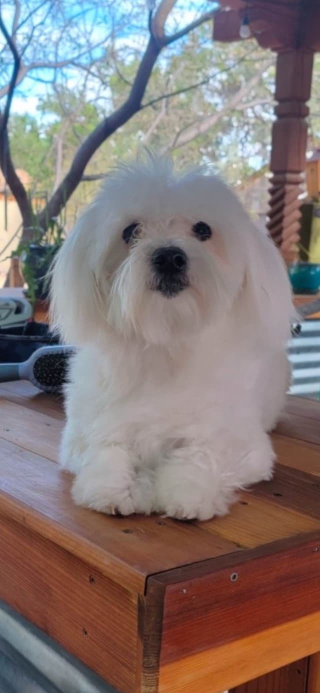 Coton de Tulear Puppies media 5