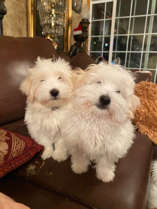 Coton de Tulear Puppies media 6