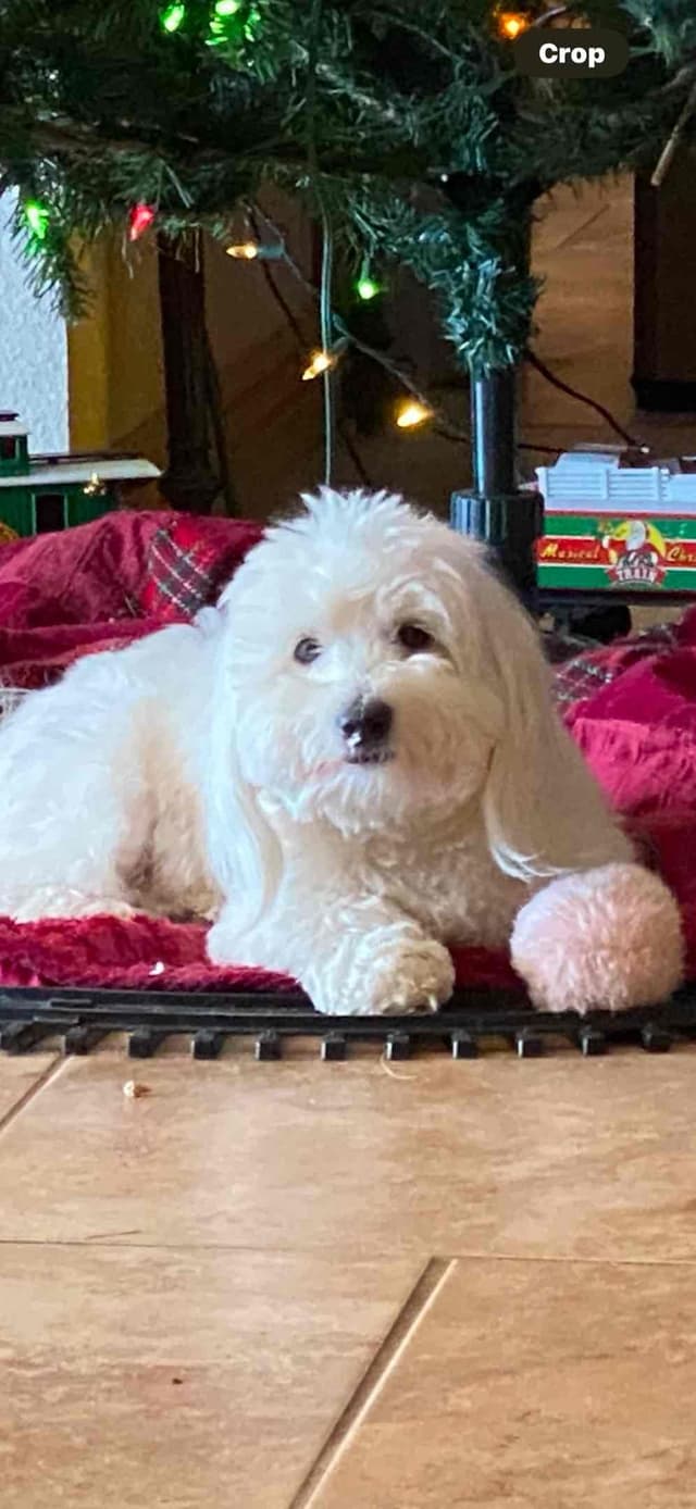 Coton de Tulear Puppies media 7
