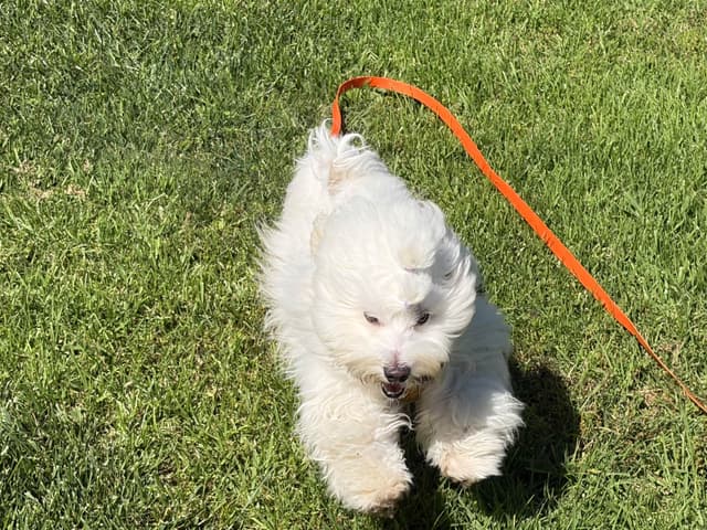 Coton de Tulear Puppies media 8