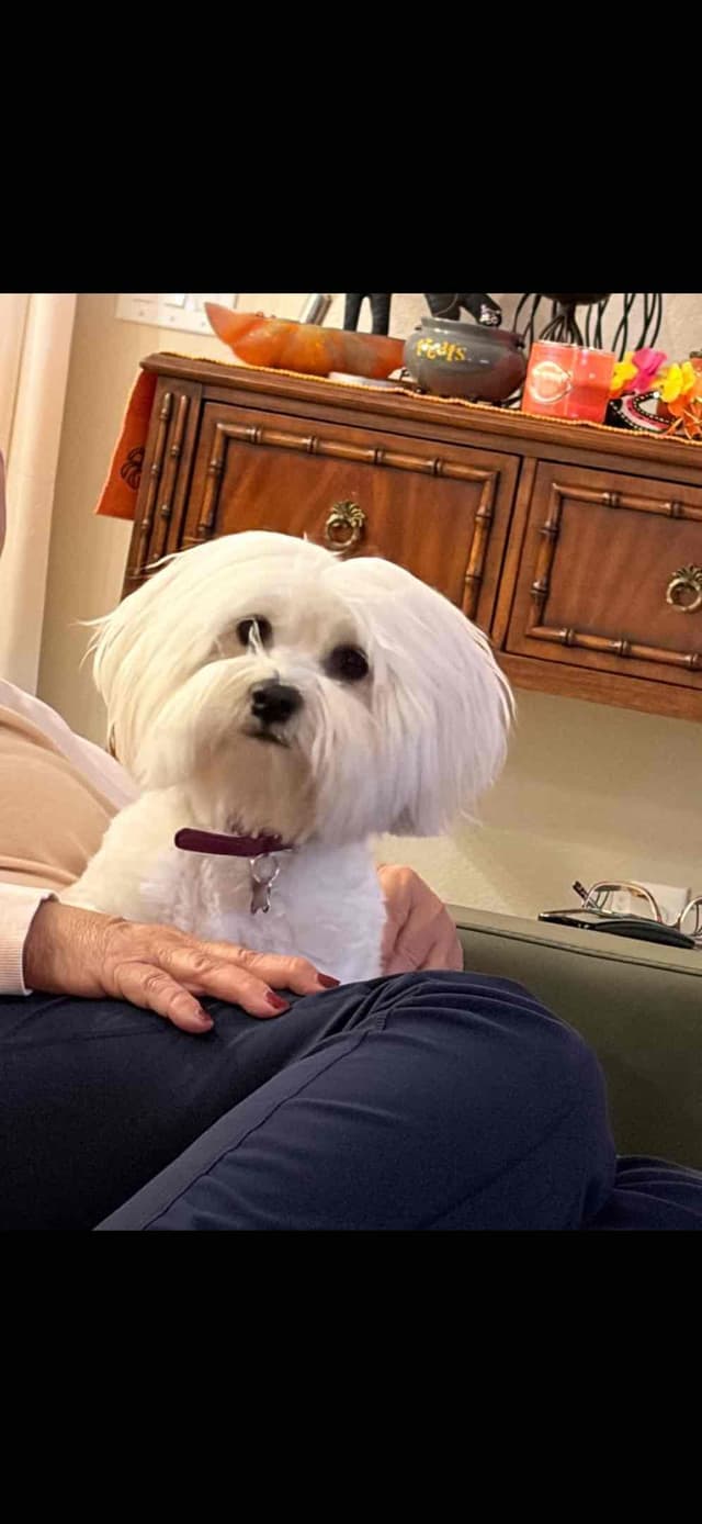 Coton de Tulear Puppies media 9