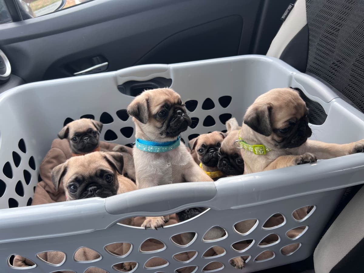 Pug Puppies breeder image 1