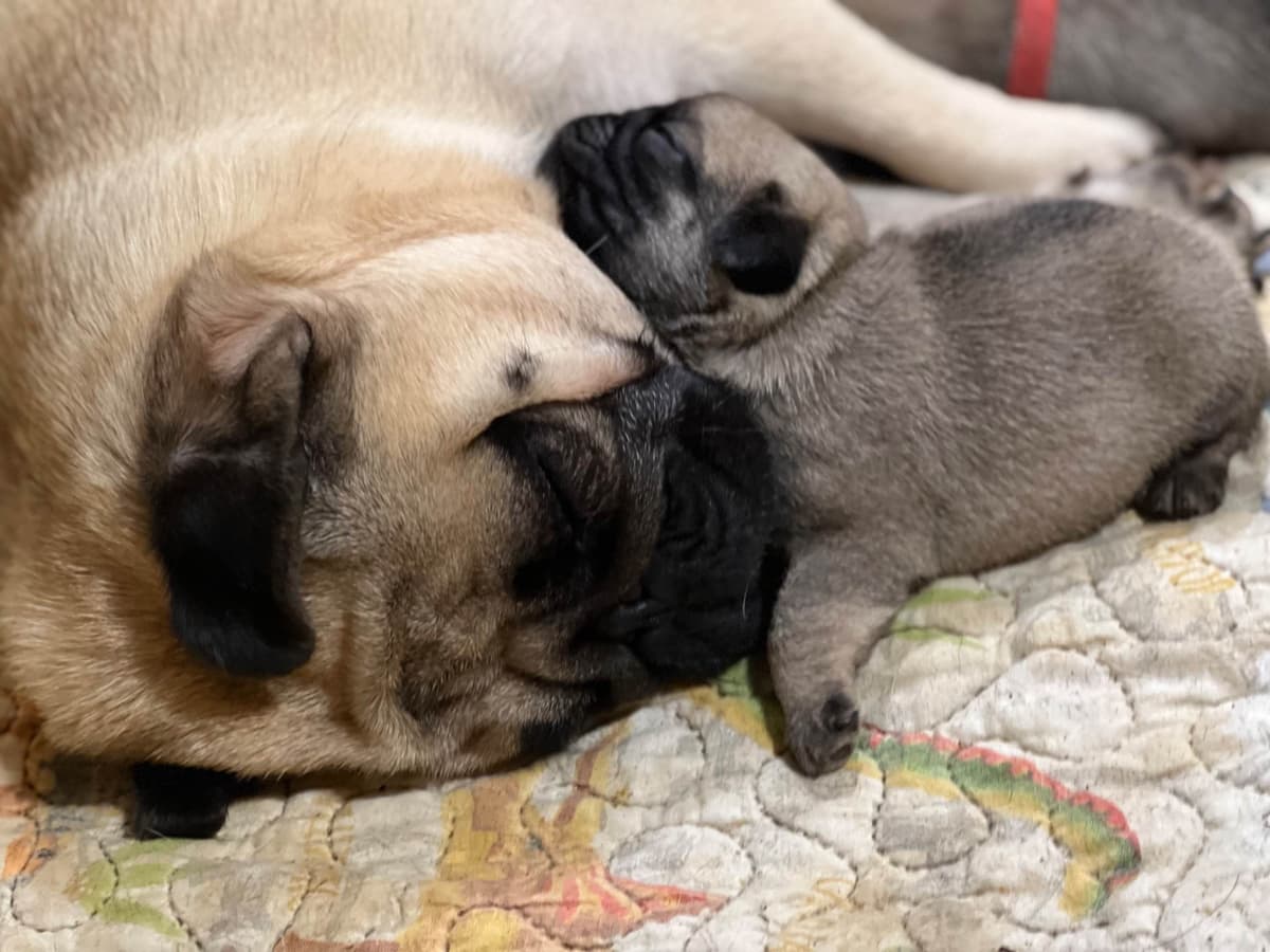 Pug Puppies breeder image 2