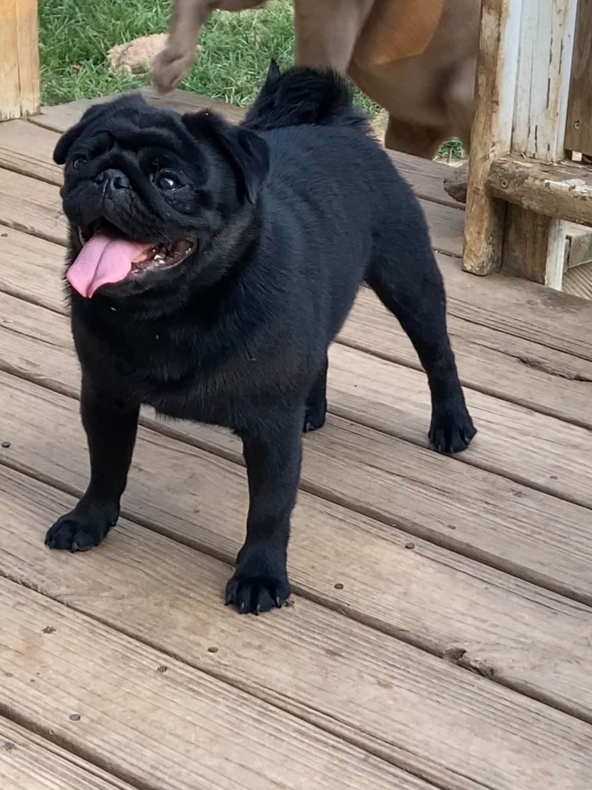 Pug Puppies breeder image 3