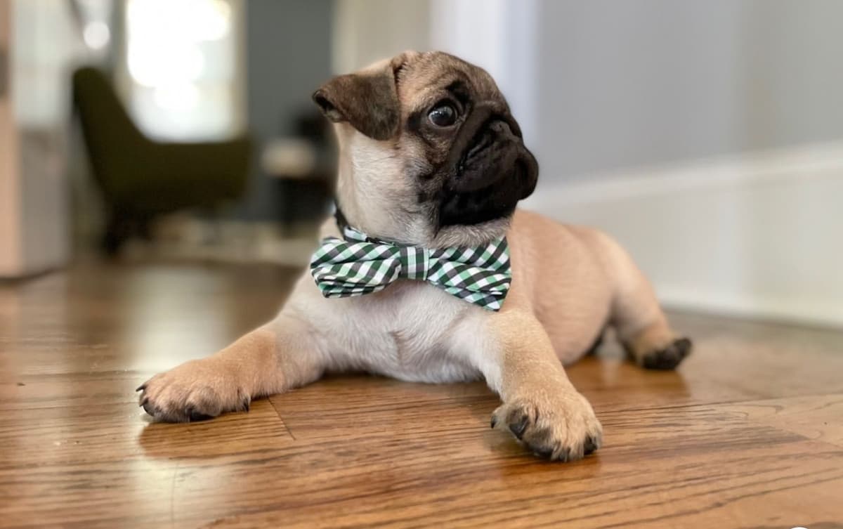 Pug Puppies breeder image 4