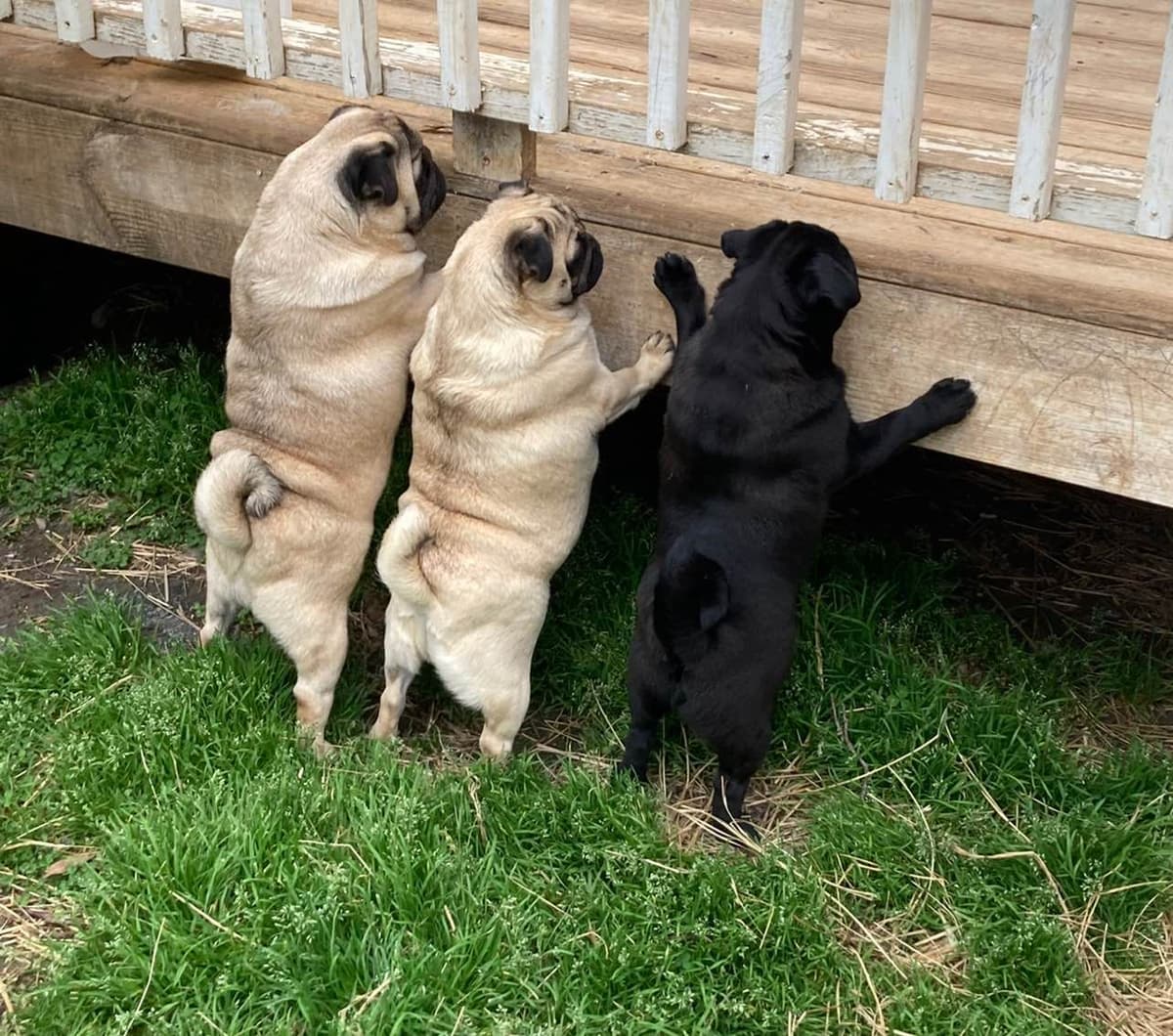 Pug Puppies breeder image 5