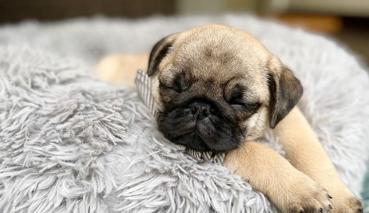 Pug Puppies breeder image 6