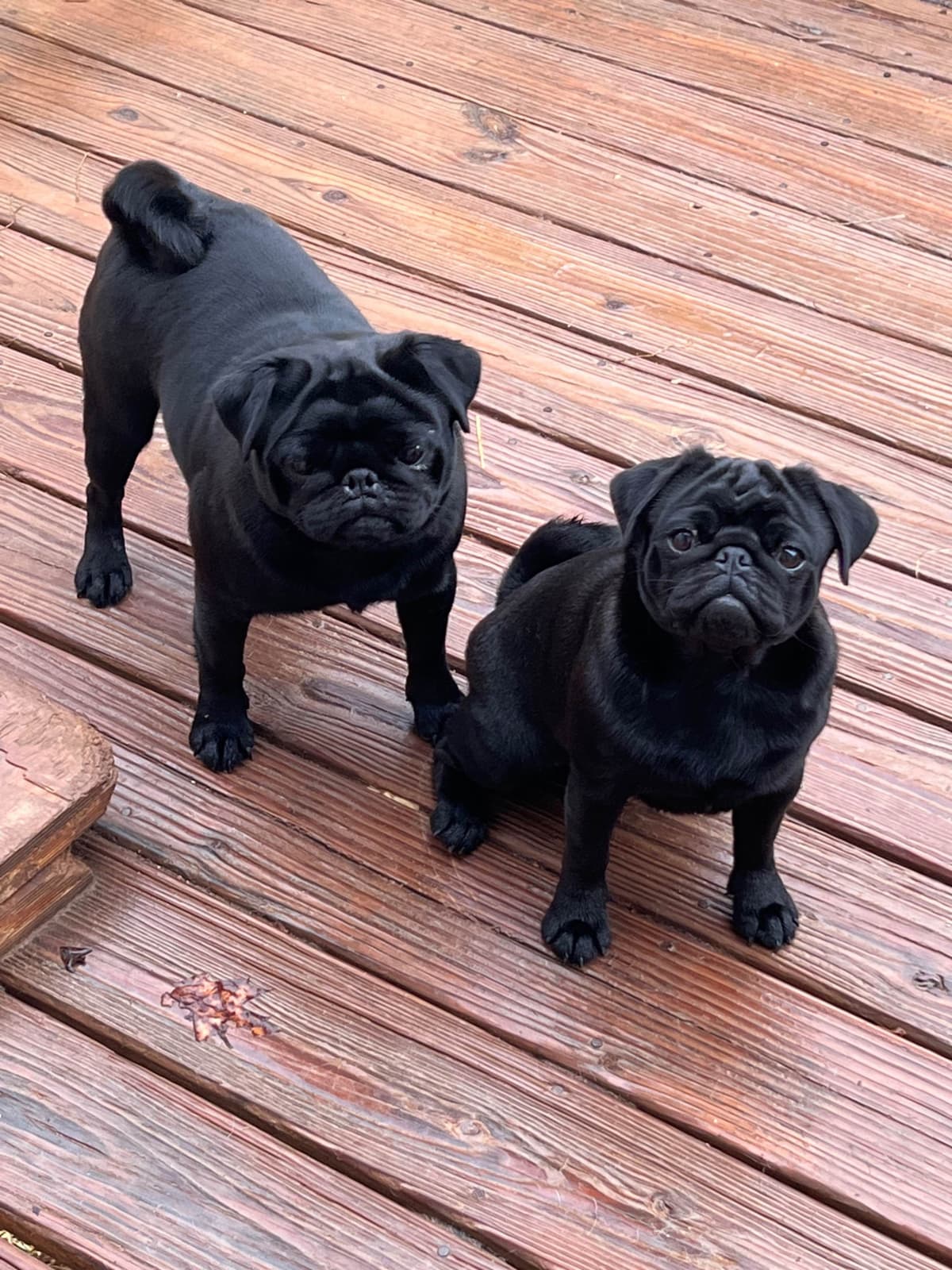 Pug Puppies breeder image 7