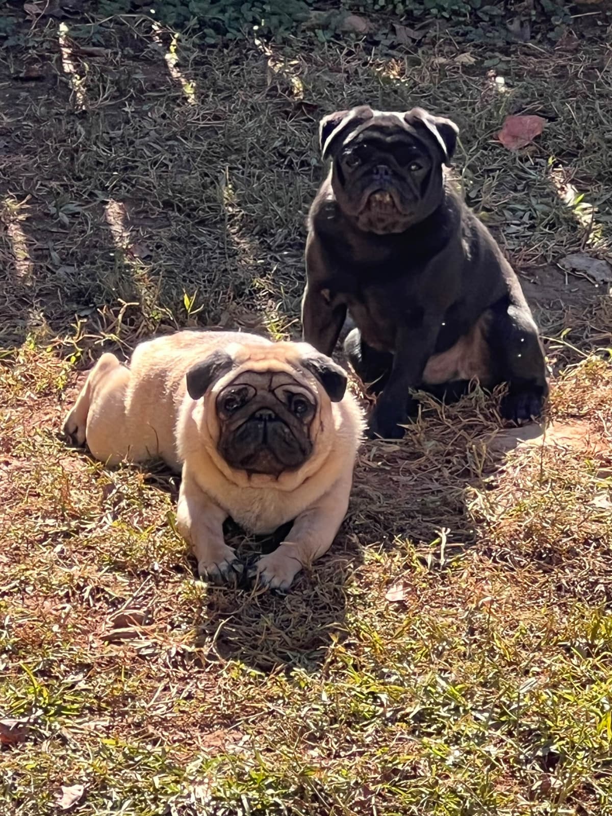 Pug Puppies breeder image 8