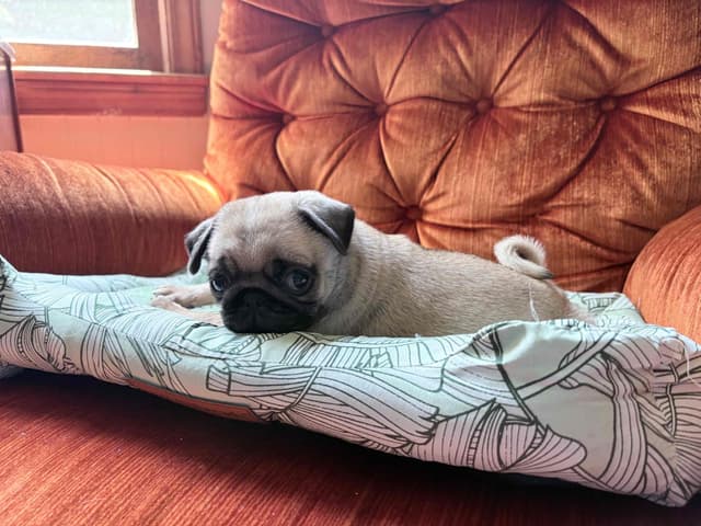 Pug Puppies media 4