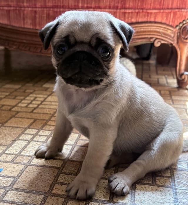 Pug Puppies media 3